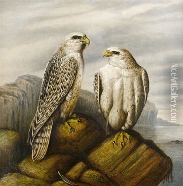 Gyr Falcons On A Rocky Ledge Oil Painting - Josef Wolf
