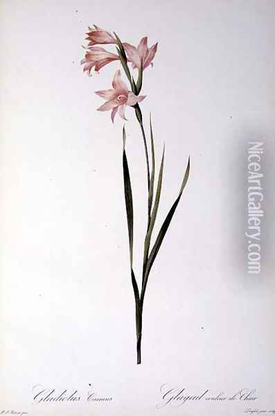 Gladiolus Carneus, from Les liliacees, 1804 Oil Painting - Pierre-Joseph Redoute
