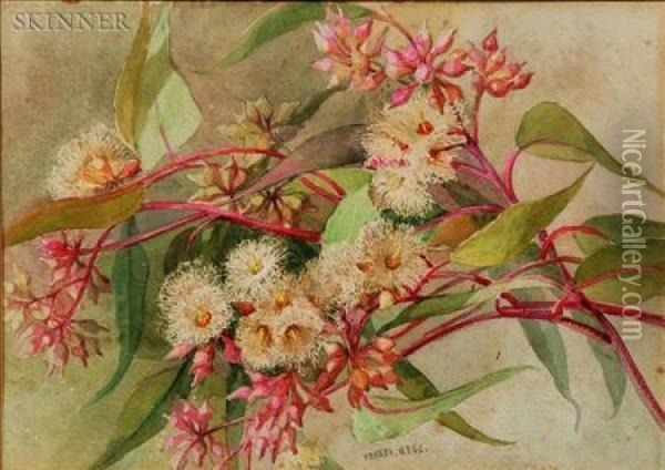 Eucalyptus Gunni Oil Painting - Maria Teresa Hegg