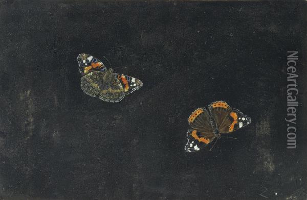 Two Butterflies Oil Painting - Giovanna Garzoni