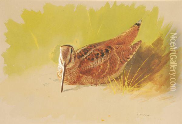Awoodcock Oil Painting - Archibald Thorburn