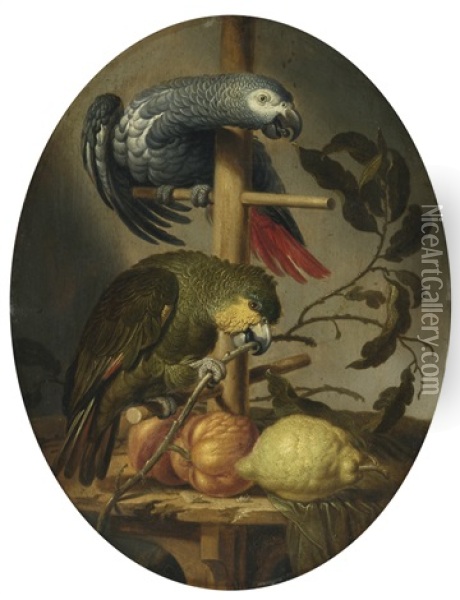 An African Grey And An Orange Winged Amazon Parrot On A Perch With Citrus Fruit Oil Painting - Jacob Frans van der Merck