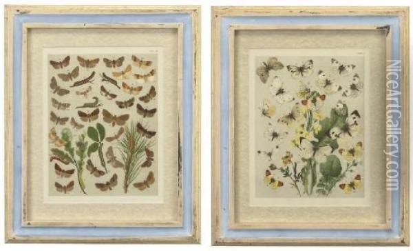 A Set Of Twenty-four Hand Coloured Lithographed Plates Of European Moths And Butterflies Oil Painting - William Kirby
