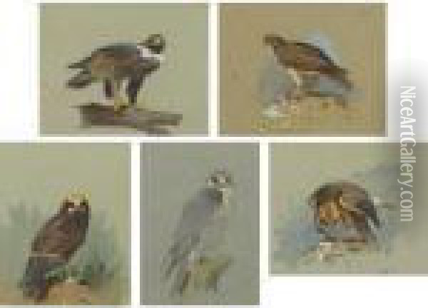 Eagles And Hawks Oil Painting - Archibald Thorburn