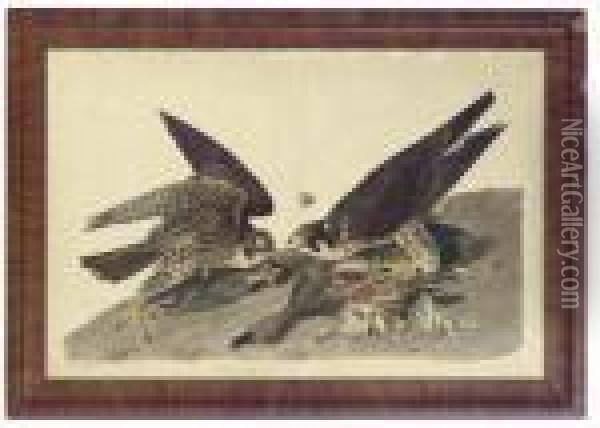 Great-footed Hawk Oil Painting - John James Audubon