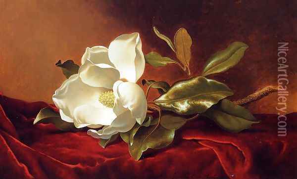 A Magnolia On Red Velvet Oil Painting - Martin Johnson Heade