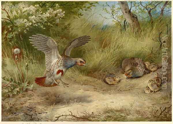 Partridges and Young Oil Painting - Archibald Thorburn