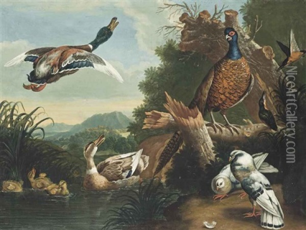 A Pheasant, Ducks, Pigeons And Other Birds By A River Oil Painting - Pieter Casteels III
