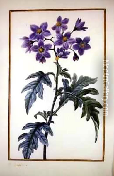 Solanum quercifolium Oil Painting - Pancrace Bessa