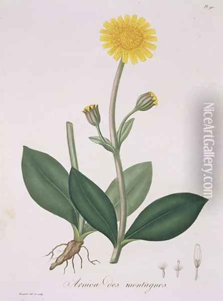 Arnica Montana from Phytographie Medicale Oil Painting - L.F.J. Hoquart