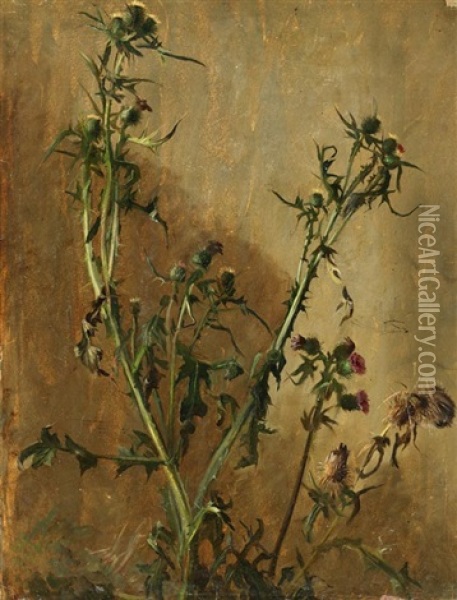 Distel (study) Oil Painting - Christian Friedrich Gille