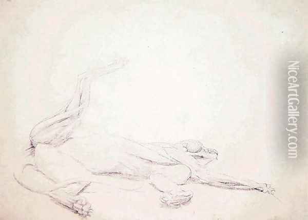 Study of a Tiger, Recumbent, Viewed Ventrally, from A Comparative Anatomical Exposition of the Structure of the Human Body with that of a Tiger and a Common Fowl, 1795-1806 Oil Painting - George Stubbs