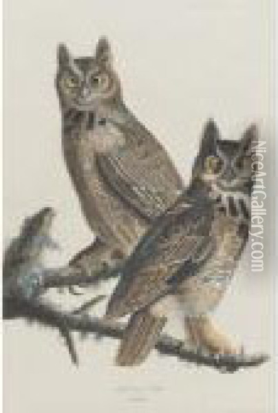 Great Horned Owl (plate Lxi) Oil Painting - John James Audubon