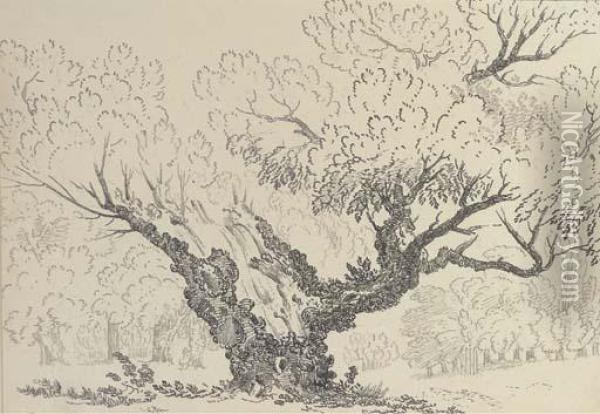 Study Of An Oak Tree, Hyde Park Oil Painting - John Claude Nattes
