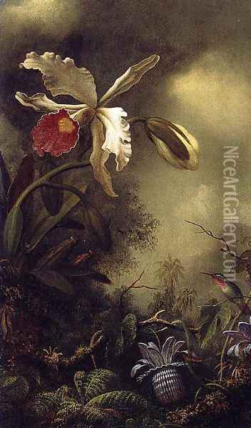 White Orchid And Hummingbird Oil Painting - Martin Johnson Heade