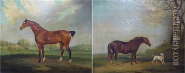 Study Of A Bay Horse In A Landscape; Study Of A Chestnut Horse And A Terrier Oil Painting - Augustus S. Boult