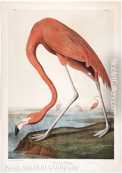 Flamingo, Pl. 318 (from Birds Of America) Oil Painting - John James Audubon