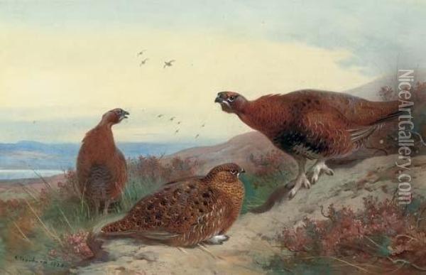 Red Grouse On A Rocky Outcrop Oil Painting - Archibald Thorburn