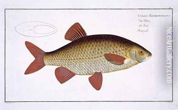 Red Carp Cyprinus Erithrophthalmus Oil Painting - Andreas-Ludwig Kruger