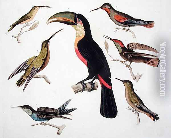 Native birds including the Toucan centre Amazon Brazil Oil Painting - Humboldt, Friedrich Alexander, Baron von