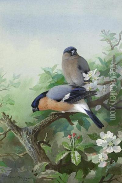 Bullfinches Oil Painting - Archibald Thorburn
