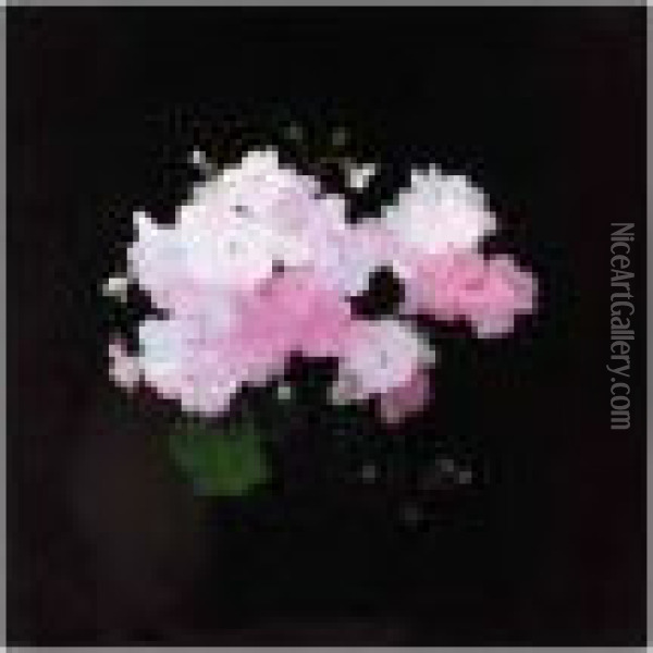 Still Life With Pink Geraniums Oil Painting - James Stuart Park