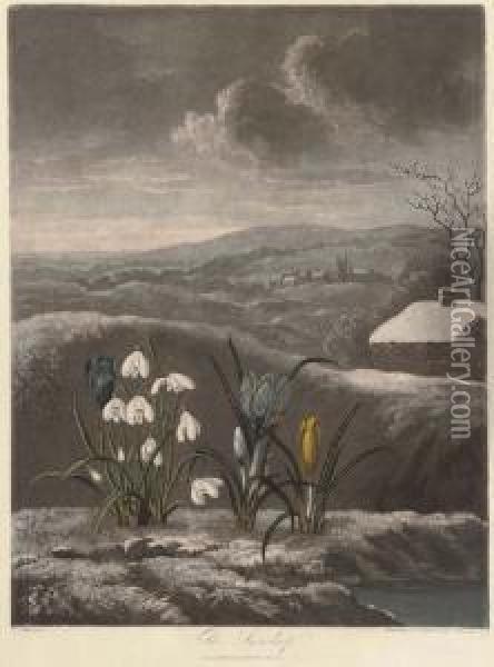 The Snowdrop; And Thou Divine Linnaeus, By W.ward And T.burke Oil Painting - Robert John, Dr. Thornton