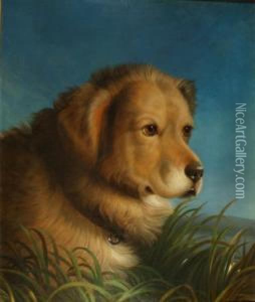 Study Ofthe Head Of A Golden Labrador Amongst Grasses Oil Painting - Abel Hold