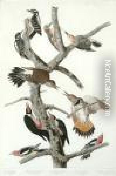Woodpeckers Oil Painting - John James Audubon