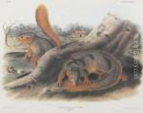 Say's Squirrel Oil Painting - John James Audubon