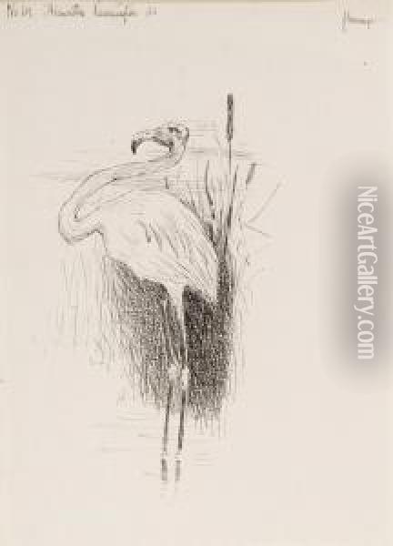 Flamingo Oil Painting - Frederick Remmington