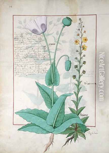 Poppy and Figwort, Illustration from The Book of Simple Medicines by Mattheaus Platearius d.c.1161 c.1470 Oil Painting - Robinet Testard