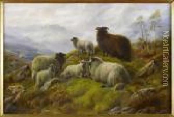 Sheep On A Mountainside Oil Painting - Robert Watson