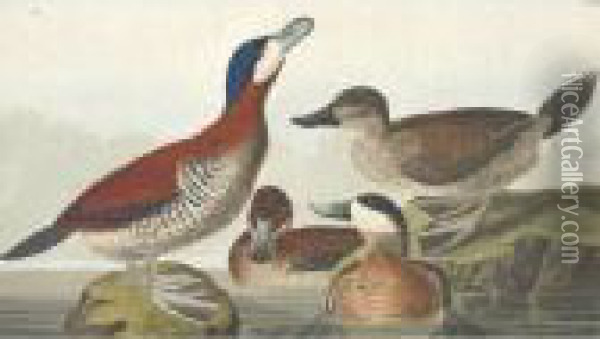 Ruddy Duck Oil Painting - John James Audubon