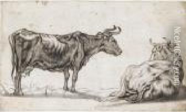 Study Of Two Cows Oil Painting - Aelbert Cuyp