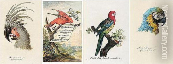 A Highly Unusual Set Of The Greatest Work On Parrots, With Each Plate Retouched After Birds In The Collection Of Professor Conrad Joseph Temminck, Director Of The Museum At Leyden, And Also Containing 13 Original Watercolour Studies Of Heads Of Parrots, I Oil Painting - Francois Levaillant