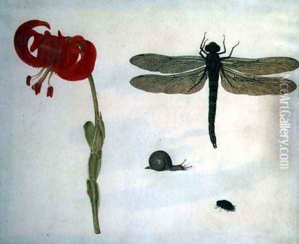 Study of a red tiger lily a snail a beetle and a dragonfly Oil Painting - Herman Henstenburgh