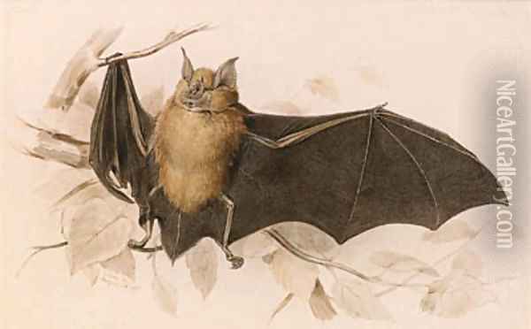 Rhinolophus ferremequinum (Horseshoe Bat) Oil Painting - Edward Lear