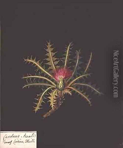 Dwarf carline thistle Carduus acaulis Oil Painting - Mary Granville Delany