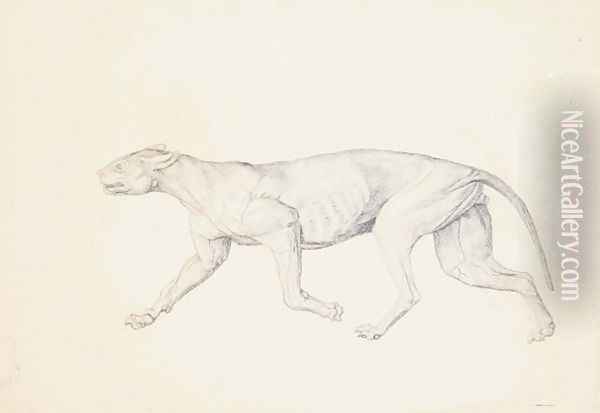 Study of a Tiger, Lateral View, from A Comparative Anatomical Exposition of the Structure of the Human Body with that of a Tiger and a Common Fowl, 1795-1806 4 Oil Painting - George Stubbs