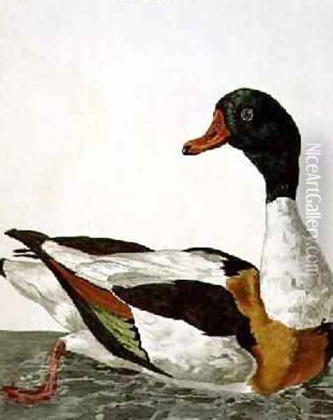 The Common Shelduck from The British Zoology, Class II Birds, engraved by Peter Mazell fl.1761-97 1766 Oil Painting - Peter Paillou