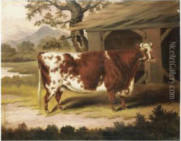 Potrait Of A Cow Oil Painting - Samuel Spode