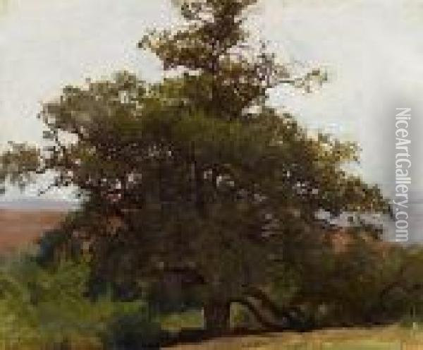 Etude De Chene En Auvergne Oil Painting - Auguste Bonheur