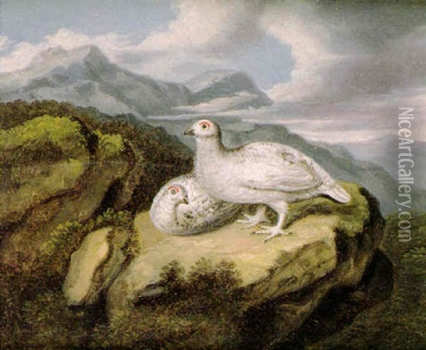 Ptarmingan In Winter Plumage On A Rocky Outcrop Oil Painting - Samuel Raven