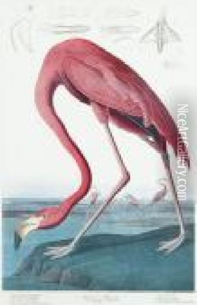 American Flamingo Oil Painting - John James Audubon