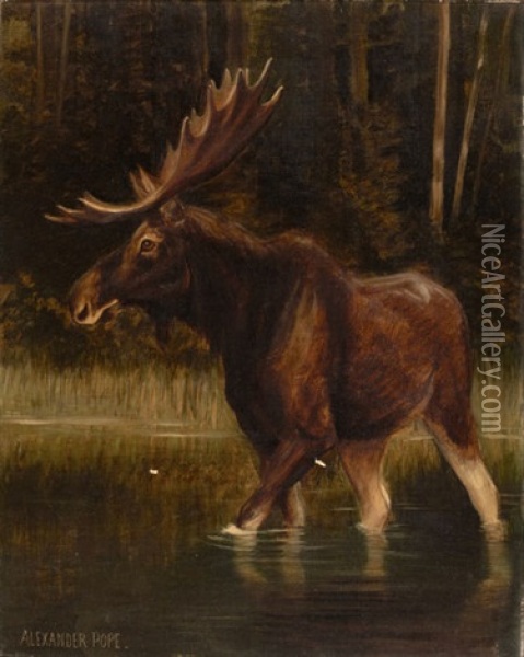Moose Oil Painting - Alexander Pope