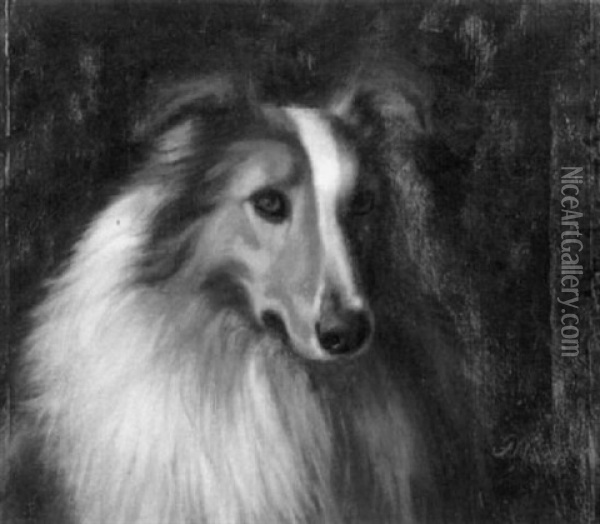 Portrait Of A Collie Oil Painting - Franklin Whiting Rogers