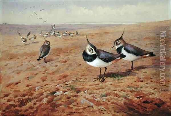 Lapwings on the Plough, 1901 Oil Painting - Archibald Thorburn