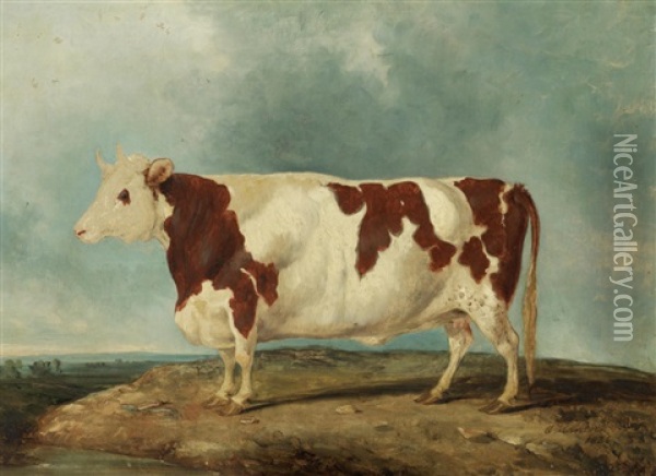 A Durham Heifer Oil Painting - Charles Hancock