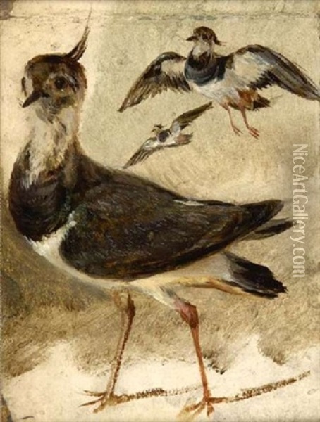 Study Of A Lapwing Oil Painting - Sir Edwin Henry Landseer